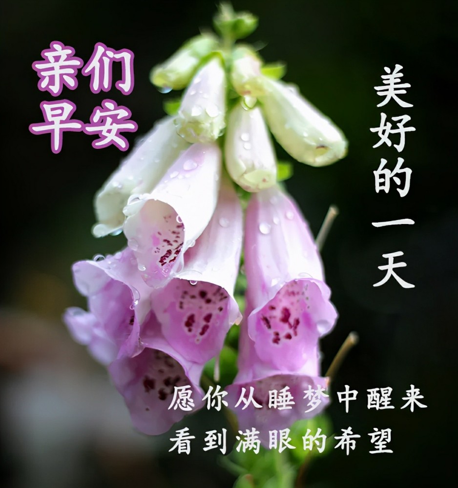早上好祝福词句,早睡早起身体好,万事如意齐家欢,祝幸福!早安