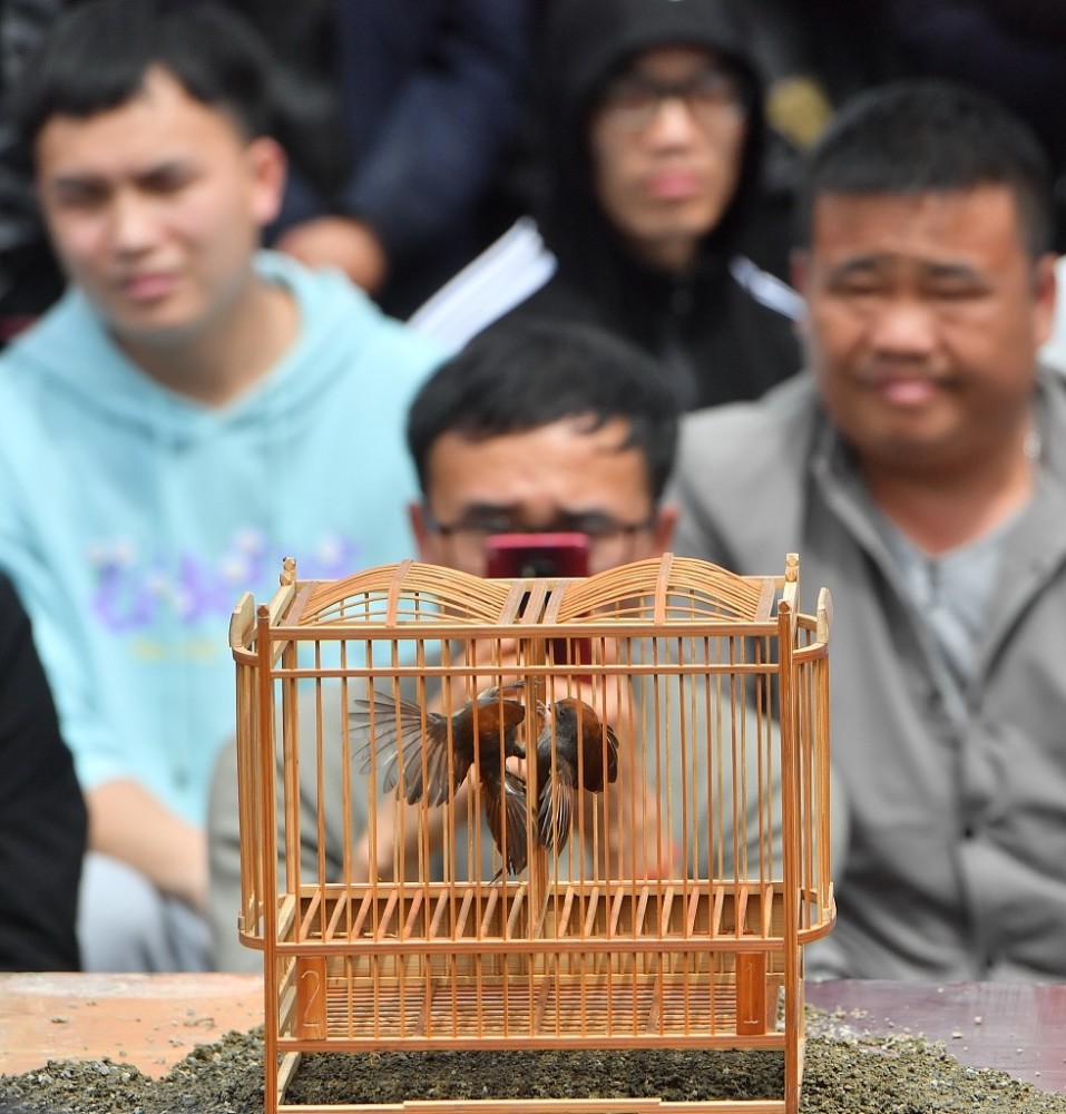 贵州台江苗族村民斗鸡斗鸟欢庆鼓藏节