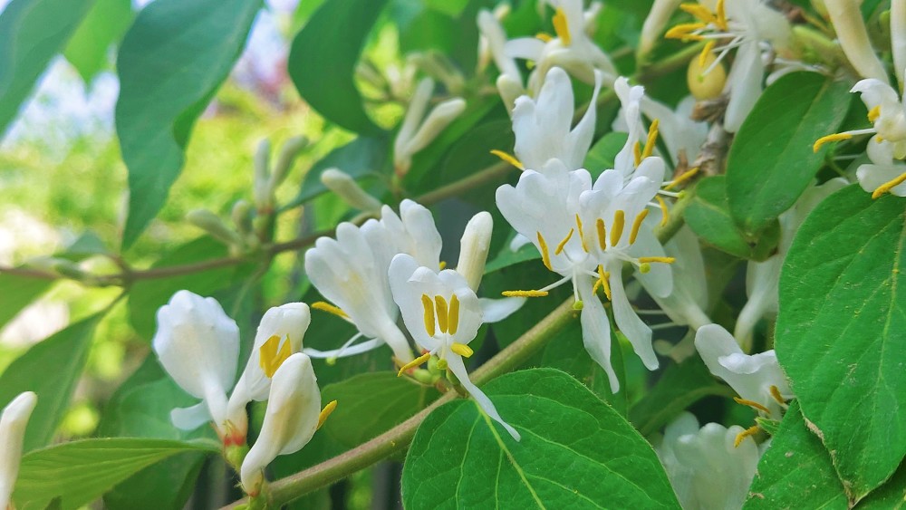 咏金银花:暮春园绿荫重重,金银飞花碧波中