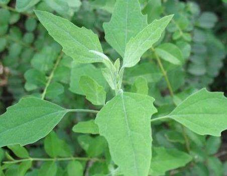 农村一种野生植物不用花钱免费摘营养丰富还能治病