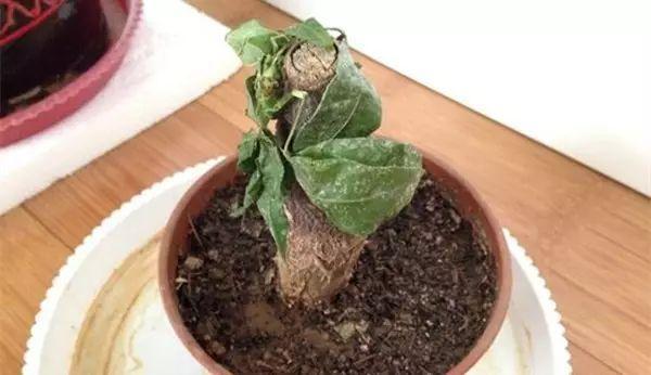 发财树枯萎还能救活吗?赶快照着做,还有一线生机