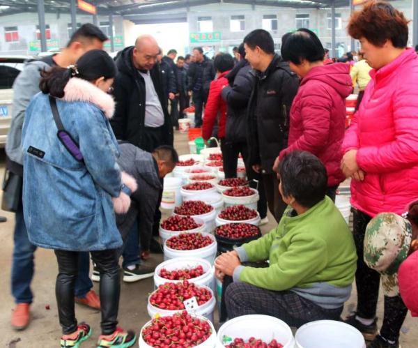 山东临朐:全国大棚樱桃主产区 年产值达30亿元