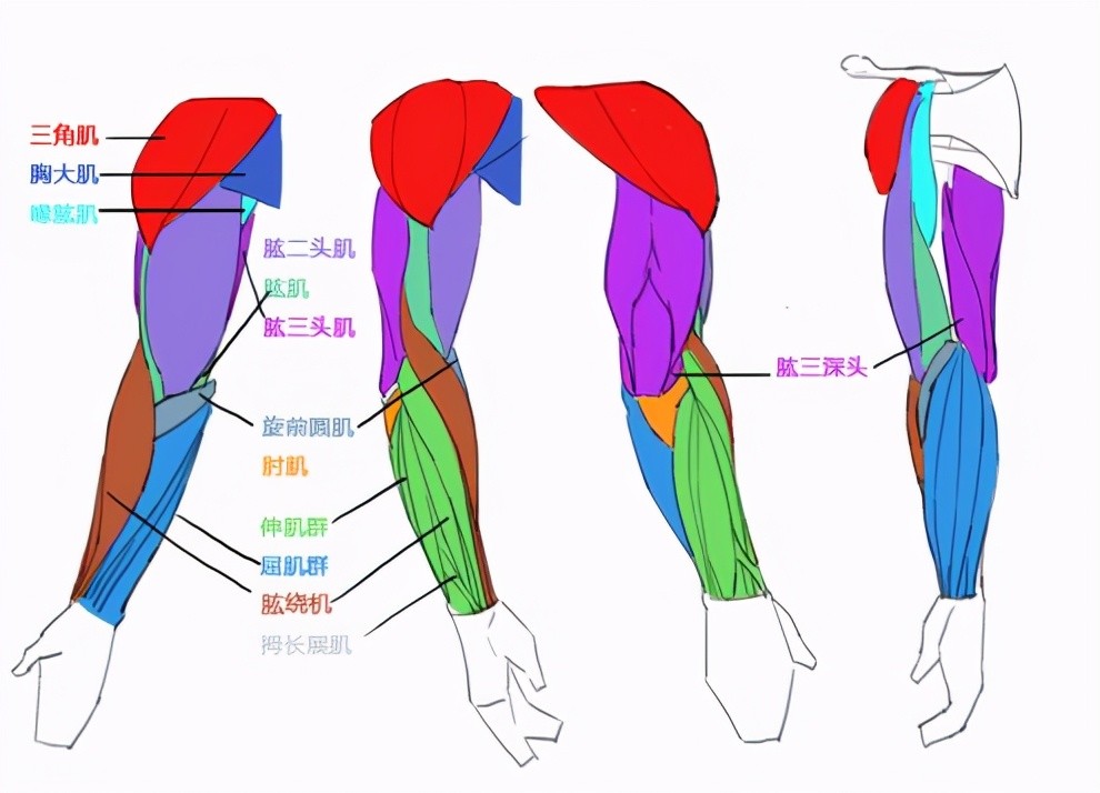 桡骨会围绕着尺骨进行旋转,肱骨和尺骨是保持不动的 实际上大部分绘画