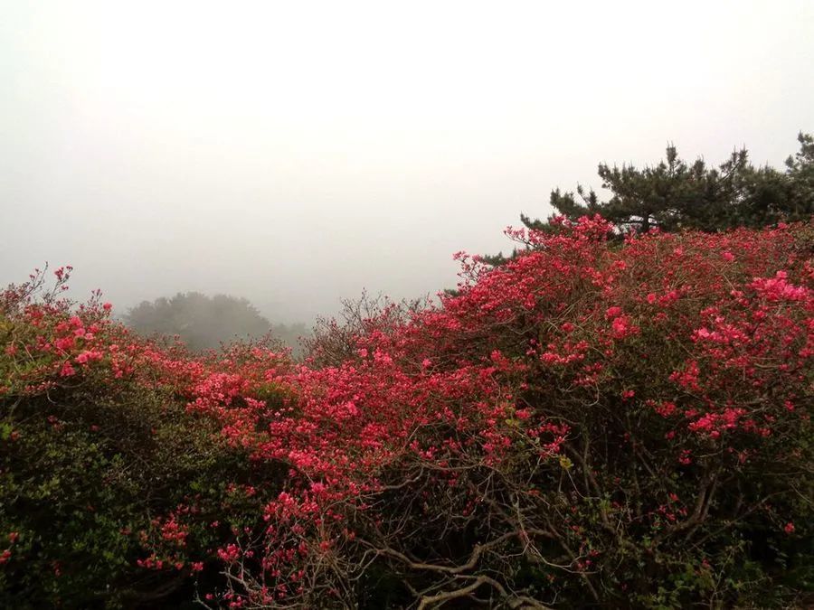 聚焦龟峰山 实地采风拍摄 30余家主流媒体推介麻城杜鹃花