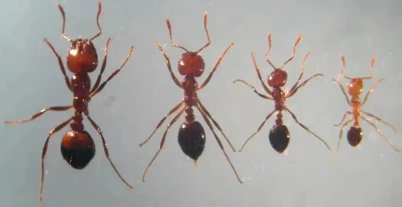 的红火蚁蚁群蚂蚁数量多达几万到数十万头,一般包括数量众多的工蚁