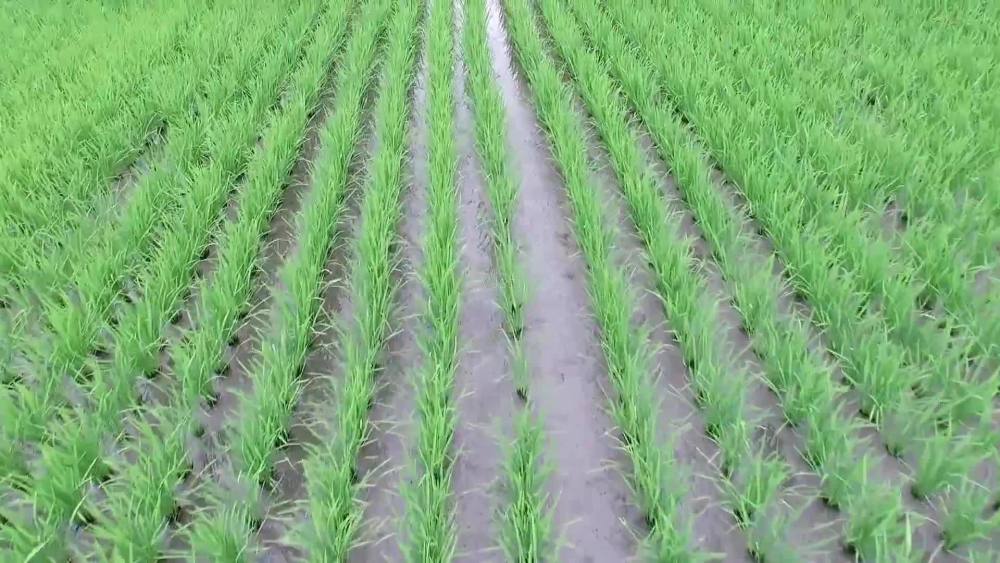 农民移栽早稻秧苗,做到四插四不插,确保移栽质量,稻穗