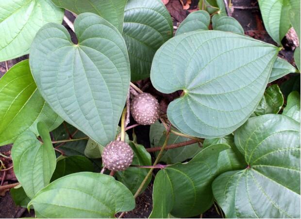 荒野维生野菜系列黄独