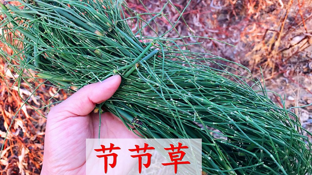 节节草又叫木贼,用来打磨家具,光滑靓丽,妙用很厉害