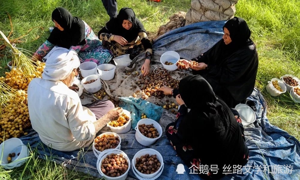 伊朗波斯特产椰枣