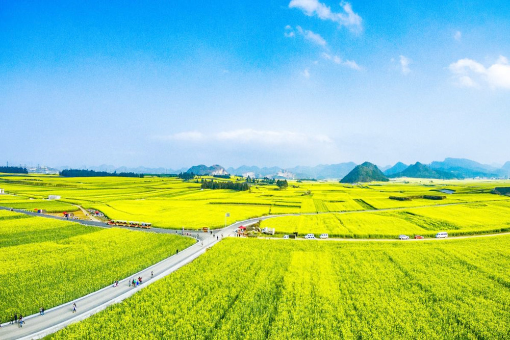 武汉有一处小众景点,五里界彩色油菜花,明年可不要错过了