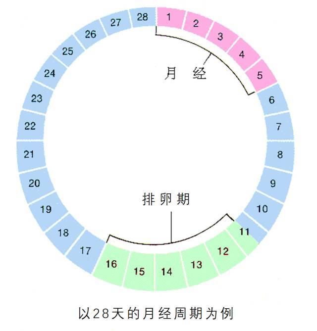 排卵期是什么很多妇科医生多次强调过,在夫妻双方身体健康的前提下