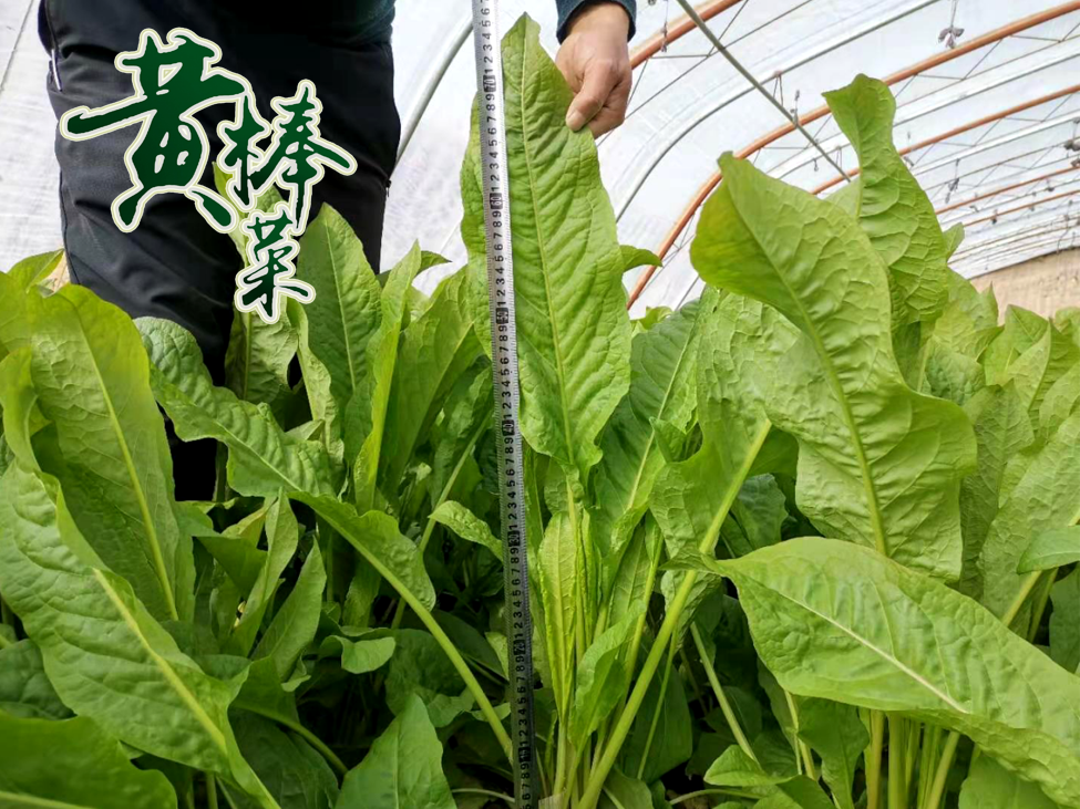 干物质蛋白质含量高于大豆的"新型植物蛋白源"黄棒菜—养殖价值