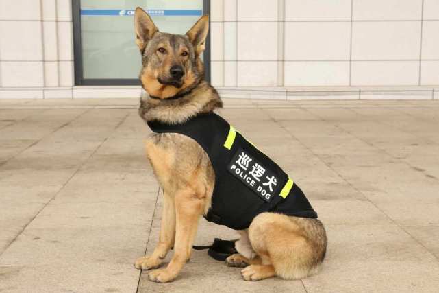 田园犬为什么不适合当警犬?_腾讯网