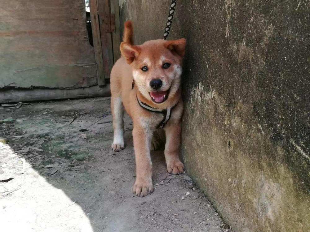 田园犬为什么不适合当警犬?