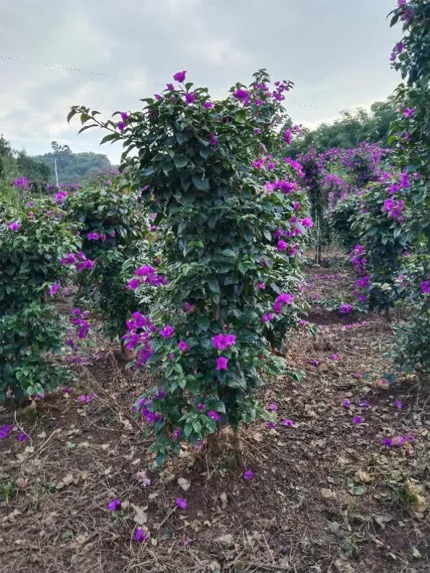 恭喜宜宾三角梅种植入驻苗木通!四川何芝松:三角梅,红叶石楠