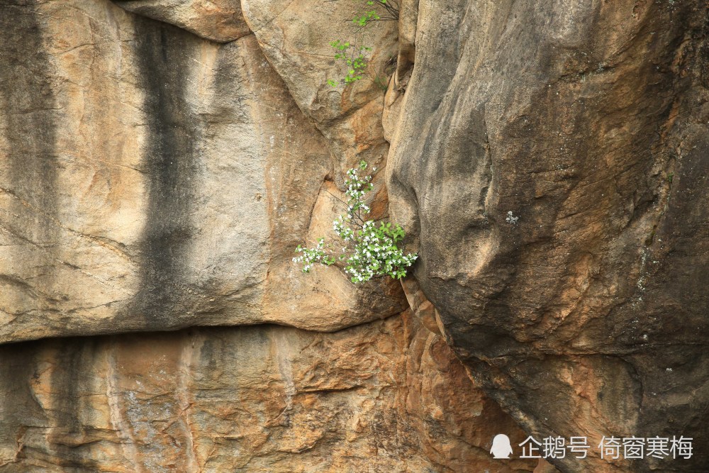 上名字的植物不仅长在泥土里,巨石的缝隙中也时常可以看到它们的身姿