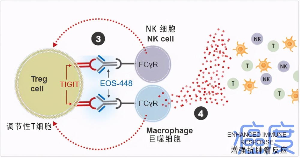 新一代免疫治疗药物即将问世