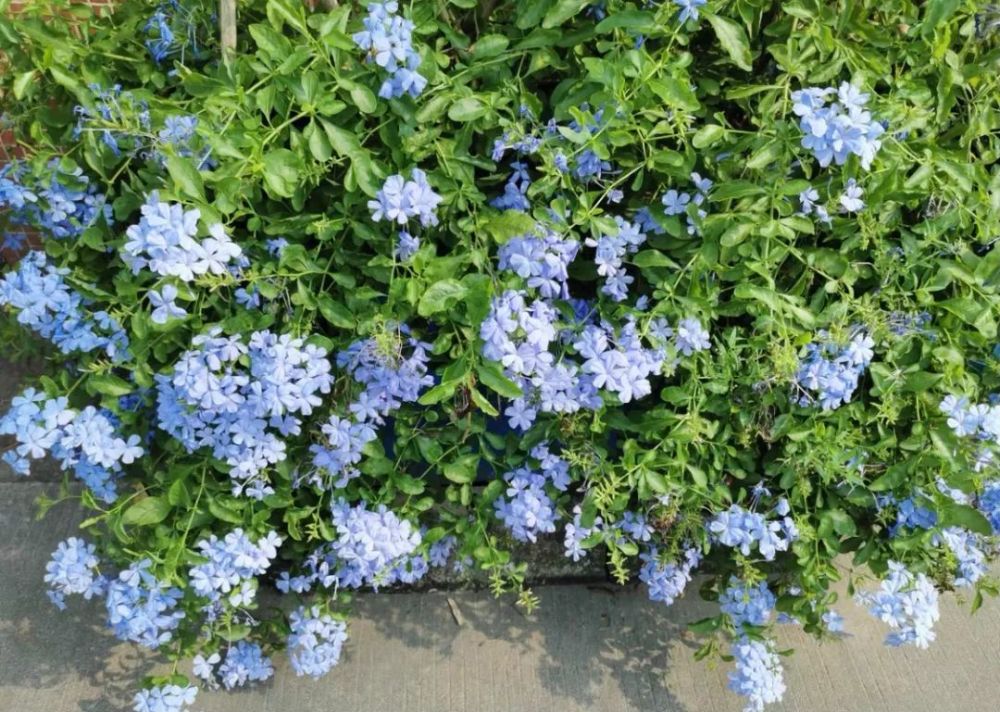 蓝雪花春天有"5怕",避开了才能越养越旺,开花多又美,清凉一整夏!