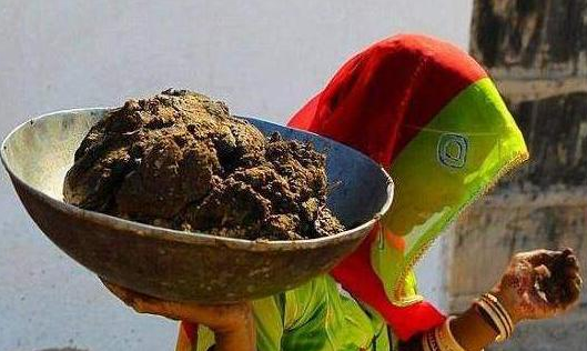 牛粪GDP_鲜花插在牛粪上的图