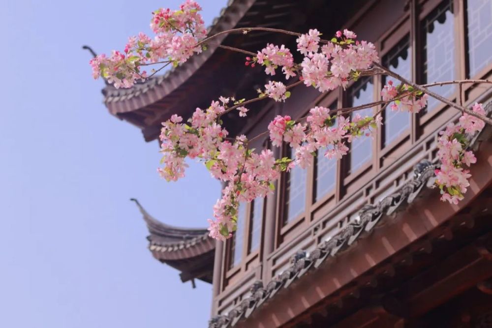 【优秀构图作品 朱燕(梨子《观棠阁与海棠花》