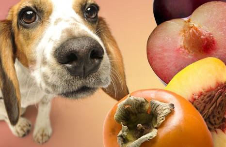 狗狗要多吃蔬果却不知道这5种蔬果对它来说杀伤力很大