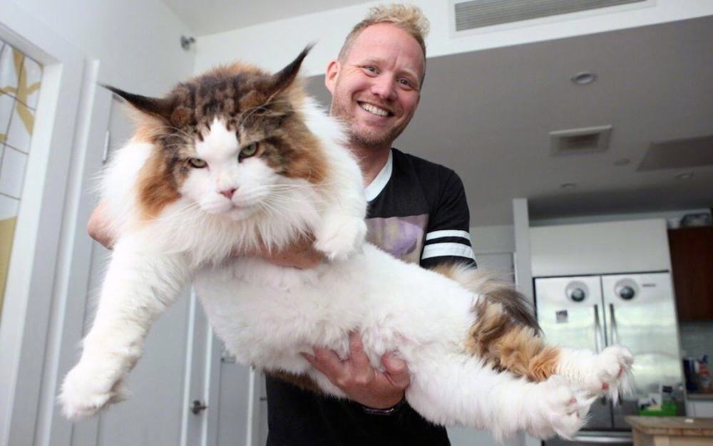 猫界最贵的6种猫,堪称会呼吸的人民币,买得起的都是土豪!
