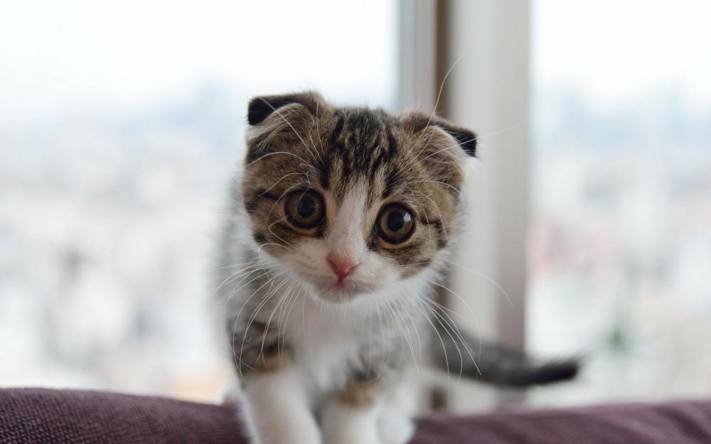 猫界最贵的6种猫,堪称会呼吸的人民币,买得起的都是土豪!