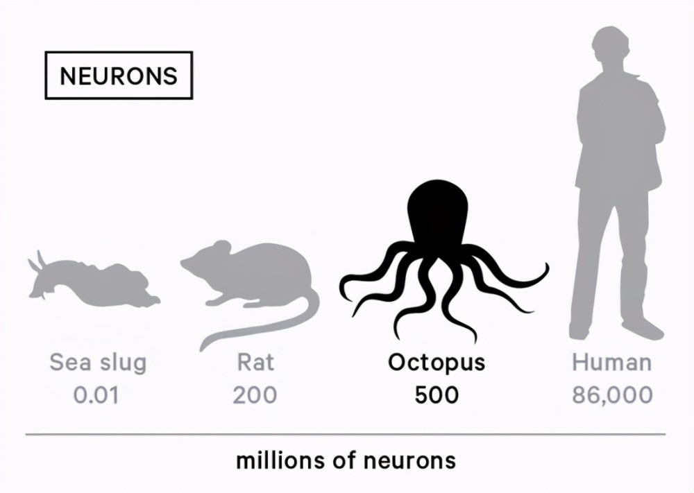有9个大脑,往高智商方向进化的章鱼,为何没在海底建立
