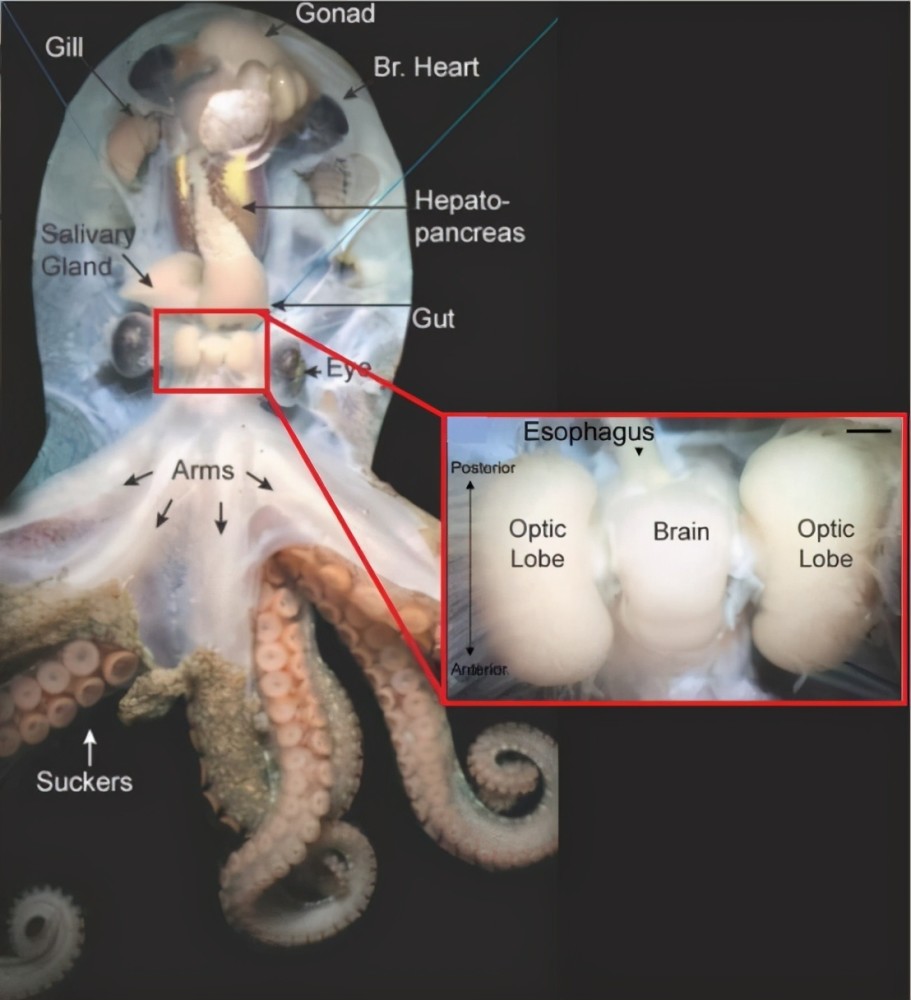 有9个大脑,往高智商方向进化的章鱼,为何没在海底建立