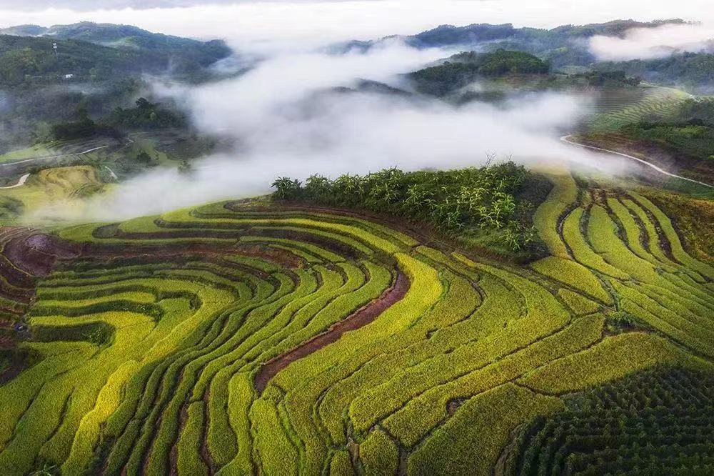 牙胡梯田