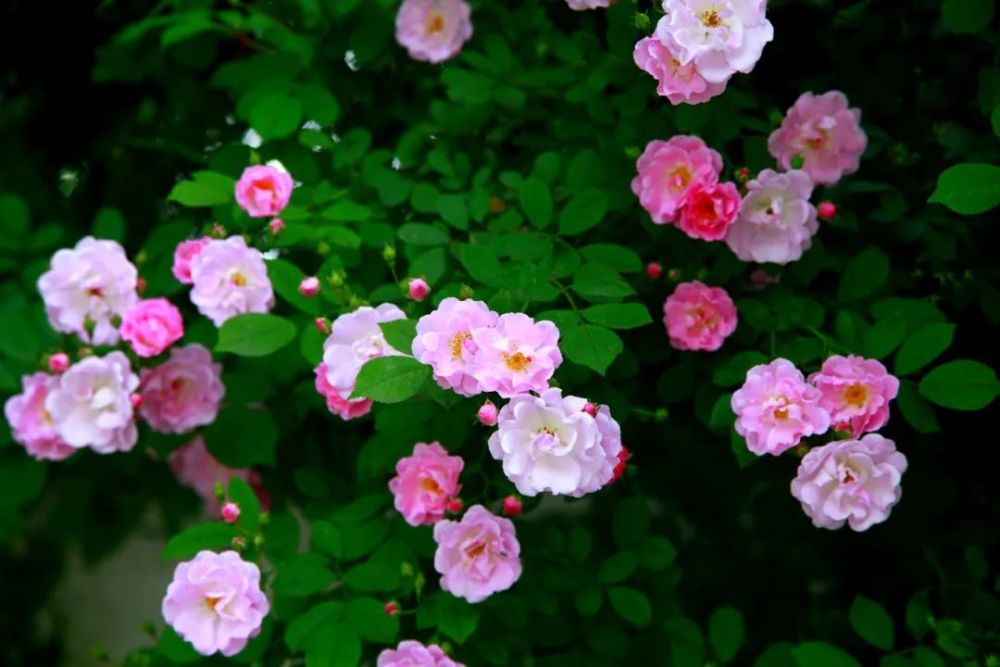 美图丨蔷薇与青川撞个满怀,快来get蔷薇花的心事!