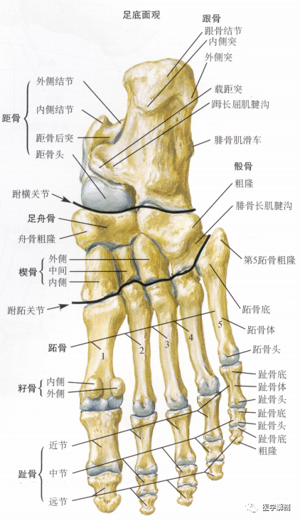 填图题|足的解剖