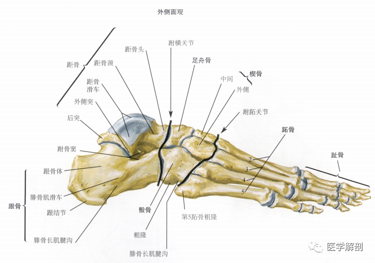 填图题|足的解剖