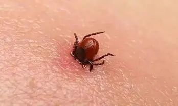 五一假期到,预防虫咬皮炎很重要!