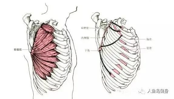 前锯肌不强不练胸,前锯肌真的如此重要吗?