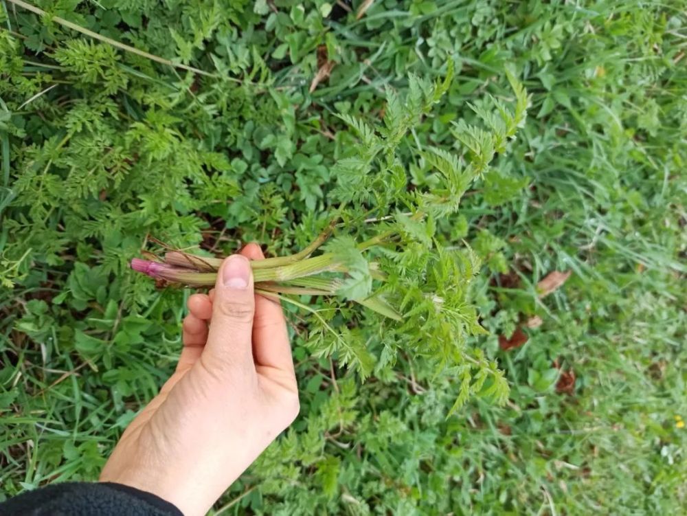 【美食】野菜觅食记-各种野芹菜你都吃过吗!