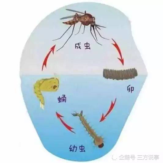 白纹伊蚊的幼虫