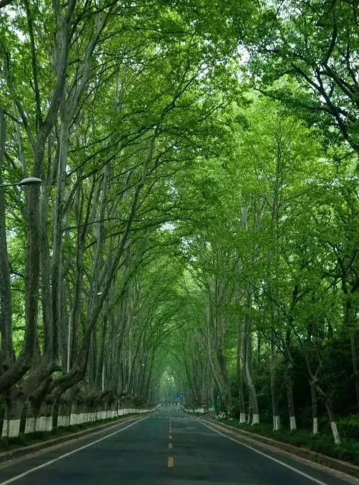 江苏南京:早高峰路边梧桐突然倾倒,砸中多辆行驶车辆,车损严重_腾讯