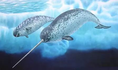 见过海里的独角兽吗——一角鲸