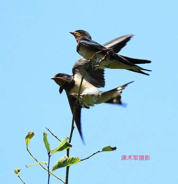 《榆树梢上的小燕子》 一一 康术军摄影作品选
