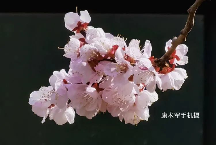 《梨花杏花笑满春》 康术军手机随拍作品选