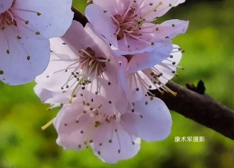 《梨花杏花笑满春》 康术军手机随拍作品选