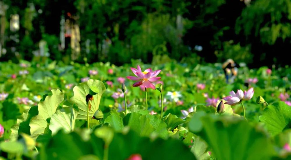 【分享】惊人的三大成功定律:荷花定律,竹子定律,金蝉