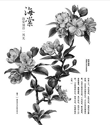 与花结缘与春天干杯我的手绘观花笔记