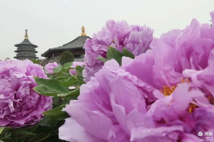 2021年4月,洛阳牡丹花盛开