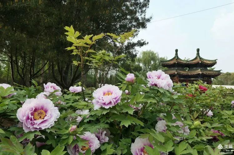 2021年4月,洛阳牡丹花盛开