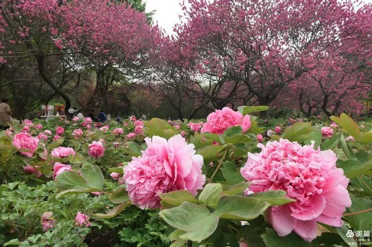 2021年4月,洛阳牡丹花盛开