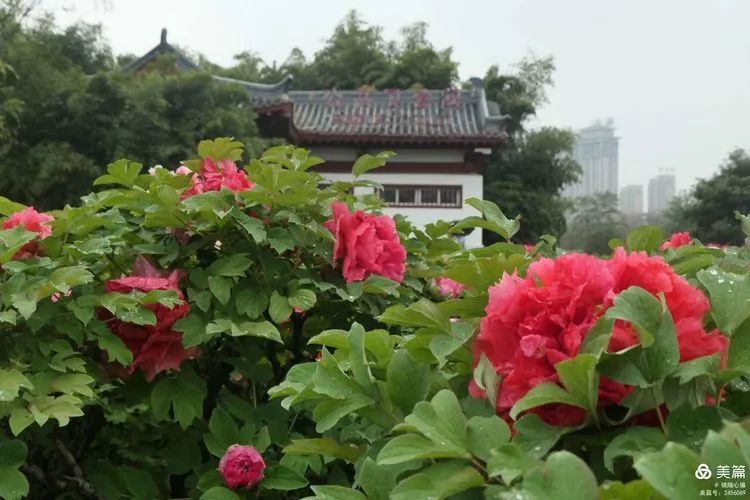 2021年4月,洛阳牡丹花盛开