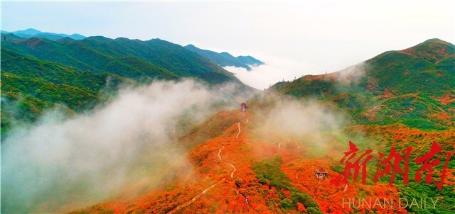 湖南日报丨大围山十万亩杜鹃花海等您来