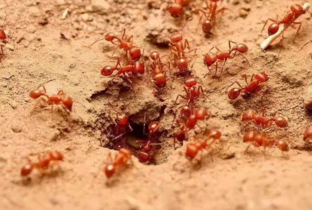 红火蚁入侵!繁殖能力不仅强而且还没有天敌?对我们的农业还有伤害.